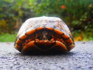 路上的彩色乌龟