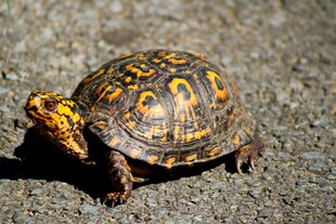 花纹斑斓的陆龟