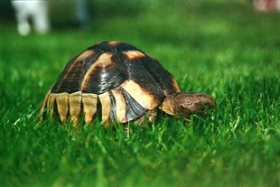 草地上的花纹乌龟