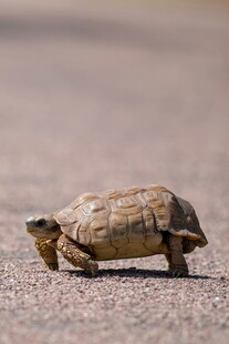 沙漠中行走的小乌龟
