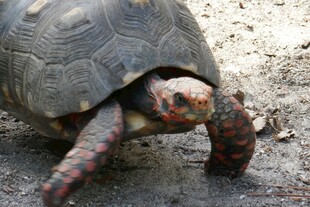 行走的彩色斑纹乌龟