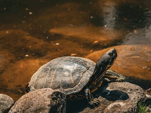 石上乌龟抬头望