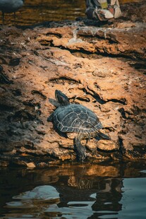 岩石上的乌龟与水面倒影