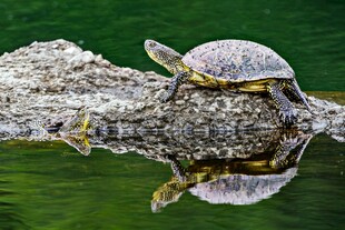 龟憩于木上的静谧瞬间
