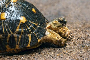 趴在地上的花纹乌龟