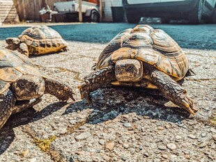 沙滩上的几只乌龟