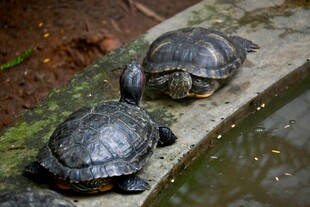 两只乌龟于水边休憩