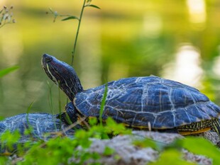 岸边休憩的乌龟