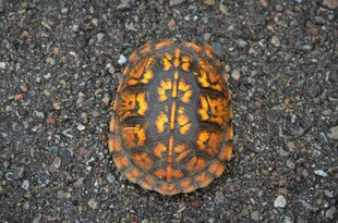 花纹独特的彩色乌龟