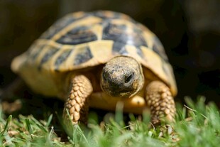 草地上的可爱小陆龟