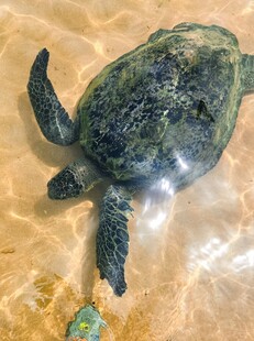 浅水中的绿海龟