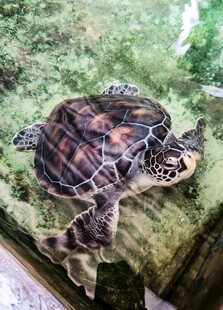 趴在岩石上的彩色乌龟