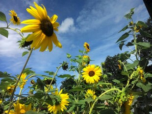 阳光下的向日葵花海