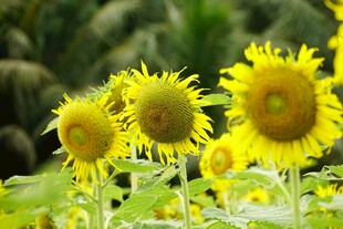 阳光下的灿烂向日葵