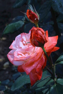 月季花