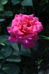 月季花 