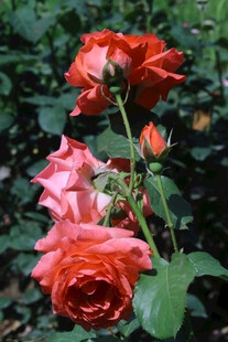 月季花 
