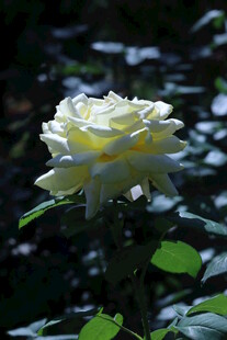 月季花  
