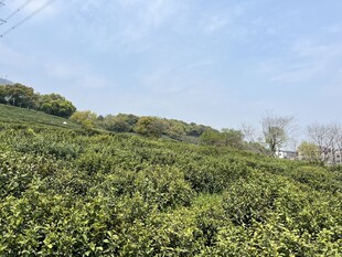 茶
