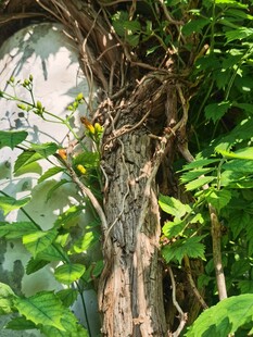 缠绕树干的繁茂藤蔓植物