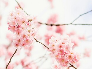 粉嫩樱花枝头绽放