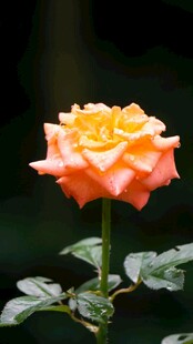 橙黄色娇艳月季花