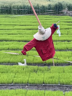 稻草人特写