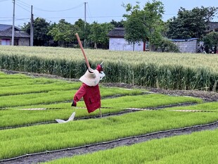 稻草人