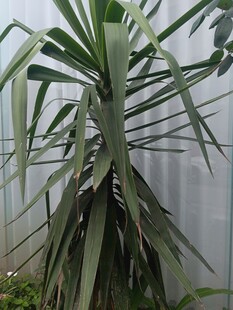 龙血树