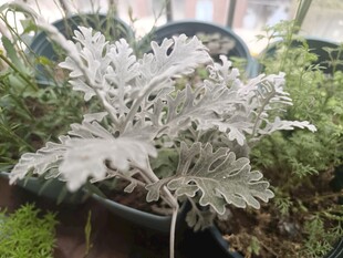 银叶菊