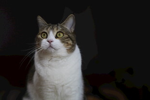 黑背景猫咪半身像