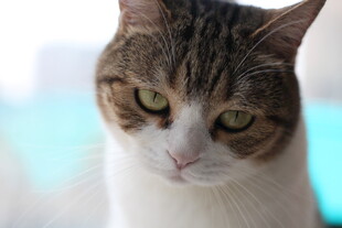 忧郁眼神的猫咪
