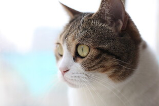 猫咪斜侧面