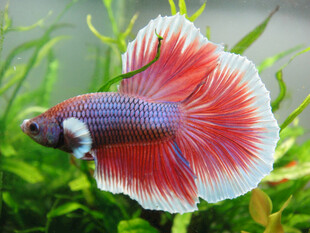 美丽斗鱼于水草间游动