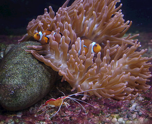 海葵中的小丑鱼与小虾