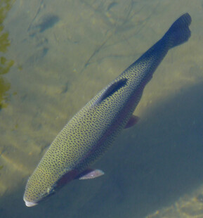水中畅游的灰黑色大鱼