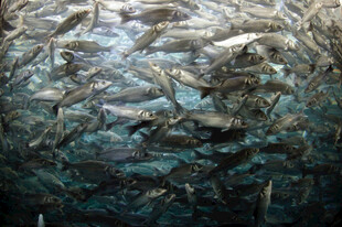 密集鱼群在水中游动