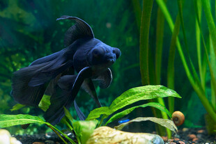 黑金鱼悠游于水草间