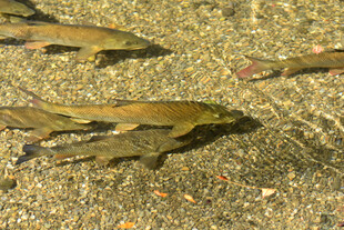 水底游动的多彩小鱼