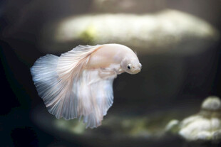 优雅飘逸的斗鱼特写