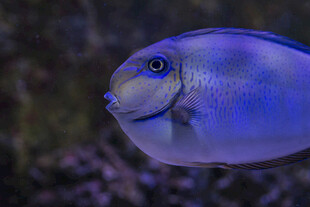 蓝色美丽海水鱼特写