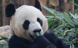 憨态熊猫惬意进食竹叶