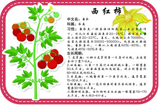 西红柿