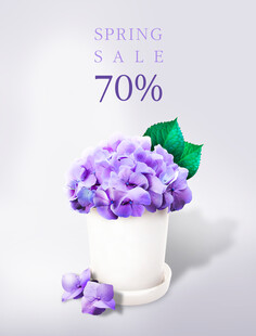 春季促销紫色花卉