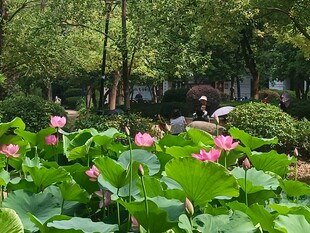 夏日荷塘美景