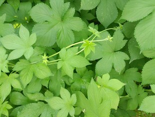 翠绿藤蔓植物生机勃勃