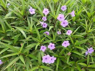 绿叶丛中的淡紫色小花