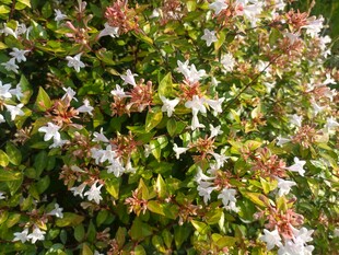 白色花朵绿植特写