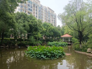 城市中的静谧荷塘景观