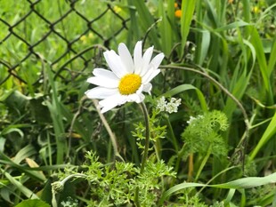 栅栏旁绽放的清新雏菊